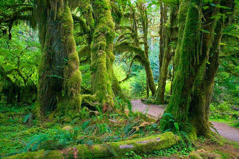 Hall of Mosses Trail James Randklev/Getty Images